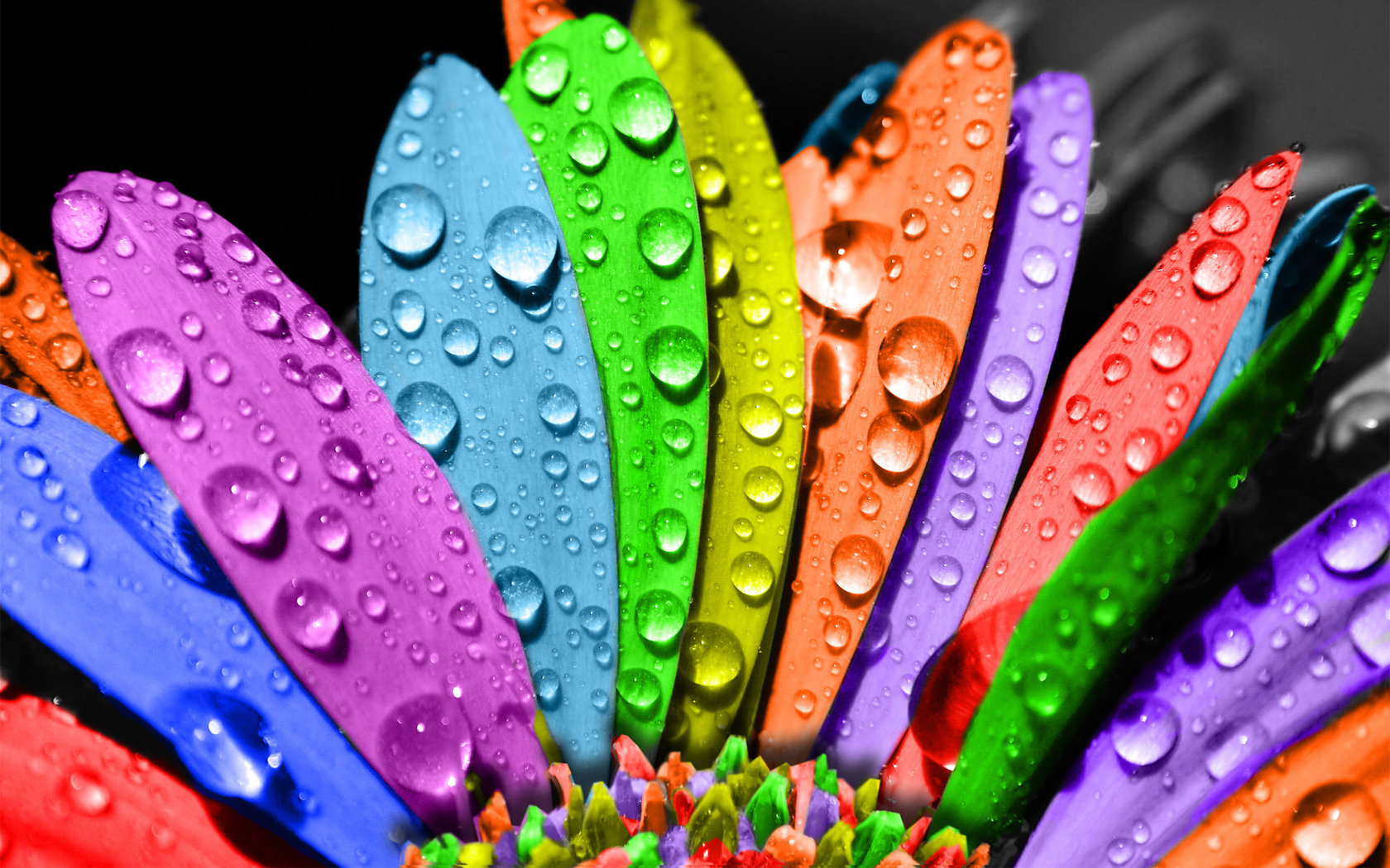 Amazing-Colorful-Flower-HD-Wallpapers